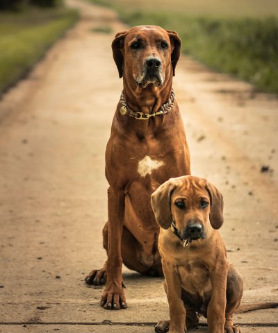 Hunde Balou und Roxy