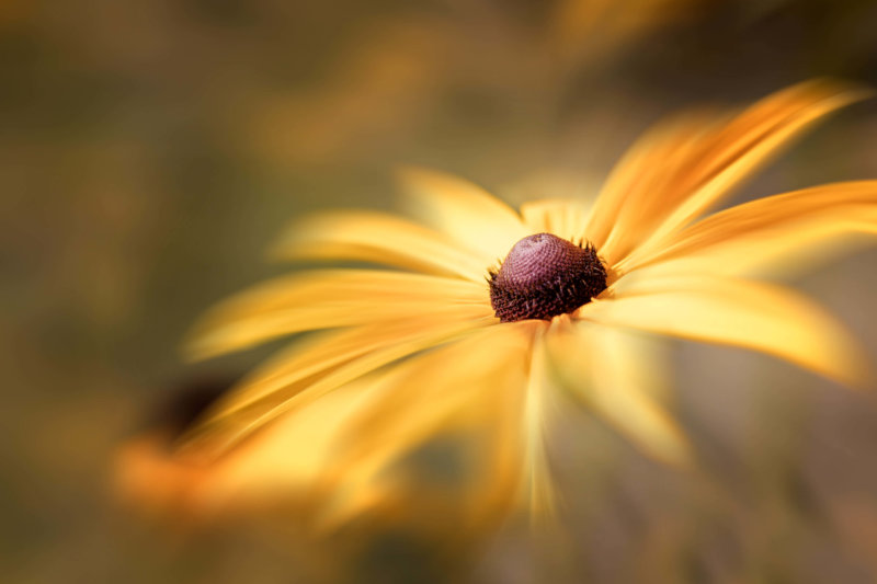 Gerryland AG Photoshop Kunst gelbe Blume