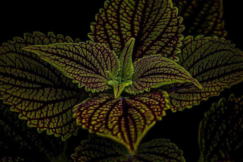 Gerryland AG Photoshop Kunst Objekte Pflanzen