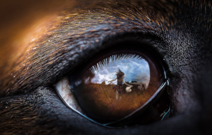 Gerryland AG Photoshop Kunst Objekte Tiere