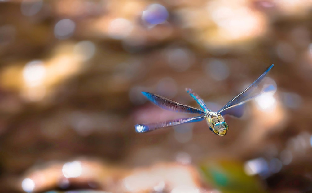 _22C1412-Nasser_Osman-1edit-Jaaaaan