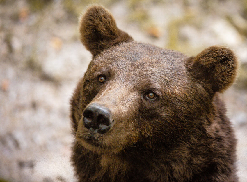 Gerryland AG Photoshop Kunst Tier Bär