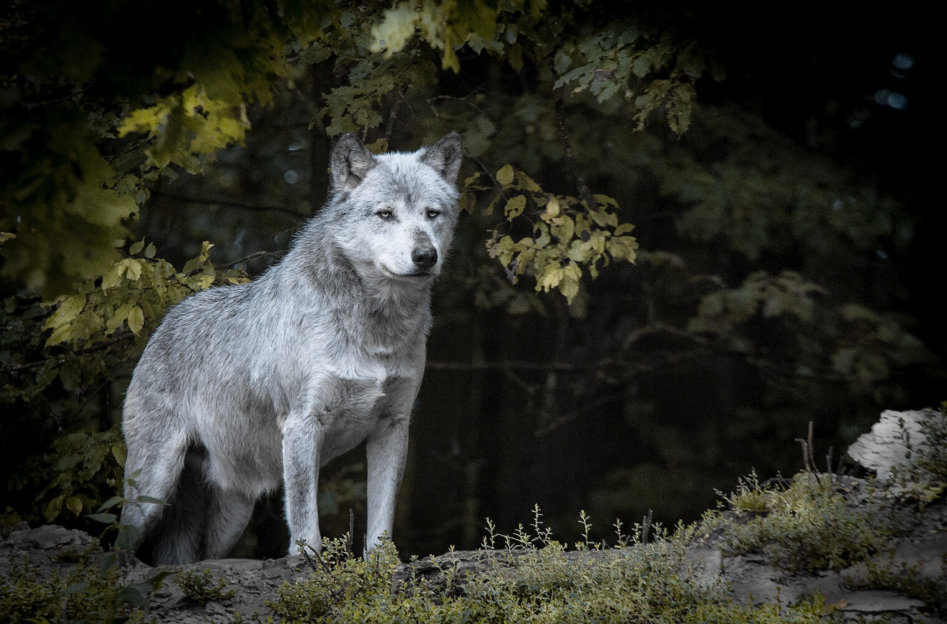 Gerryland AG Photoshop Kunst Tier Wolf