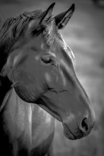 Gerryland AG Photoshop Kunst Tier Pferd