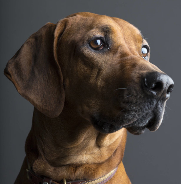 Gerryland AG Photoshop Kunst Tiere Hund Roxy 2