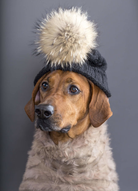 Gerryland AG Photoshop Kunst Tiere Hund Roxy