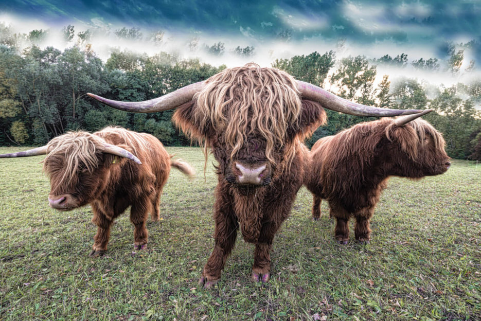 Gerryland AG Photoshop Kunst Tiere Bulle