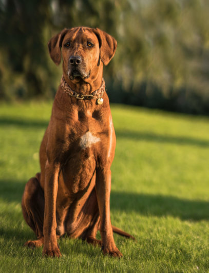 Gerryland AG Photoshop Kunst Hund Rox