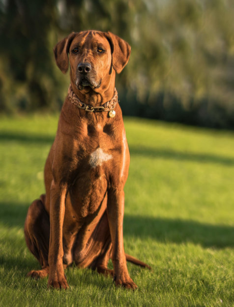 Gerryland AG Photoshop Kunst Hund Rox