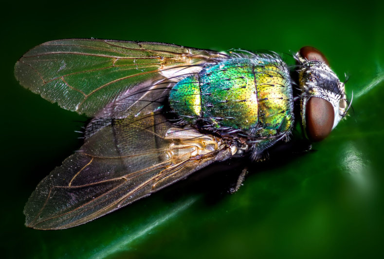 Gerryland AG Photoshop Kunst Fliege