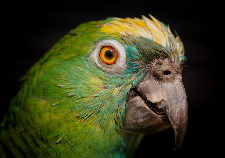 Gerryland AG Photoshop Kunst Papagei